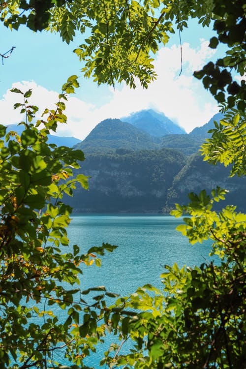 Immagine gratuita di alberi, arbusti, corpo d'acqua