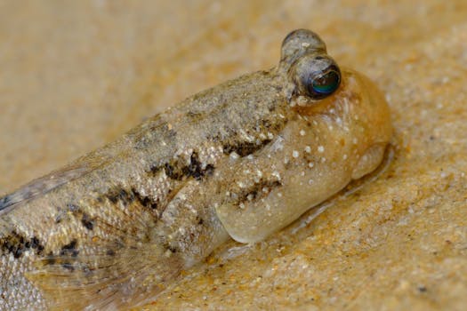 Detailed macro shot of a mudskipper fish showcasing natural camouflage on sandy ground.