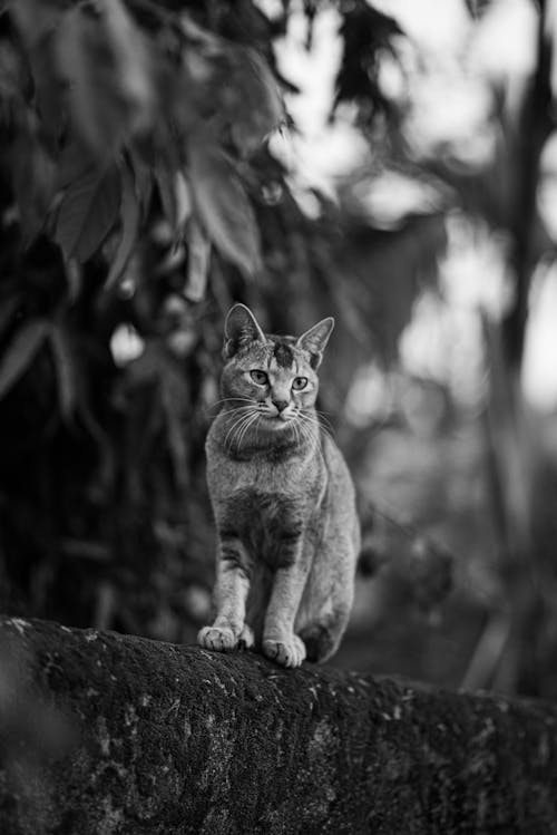 Bw Katze