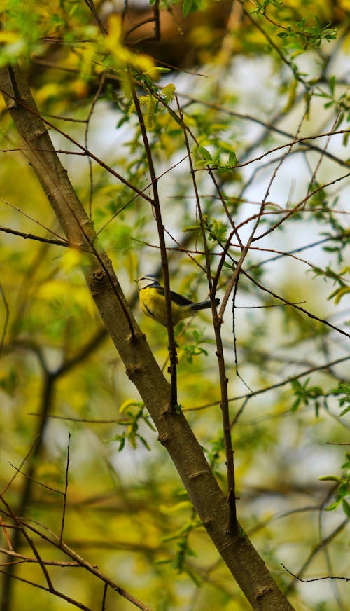 A yellow bird perched on a branch in the trees