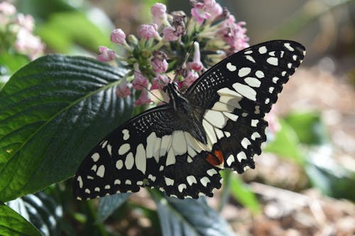 A black and white butterfly sitting on a flower