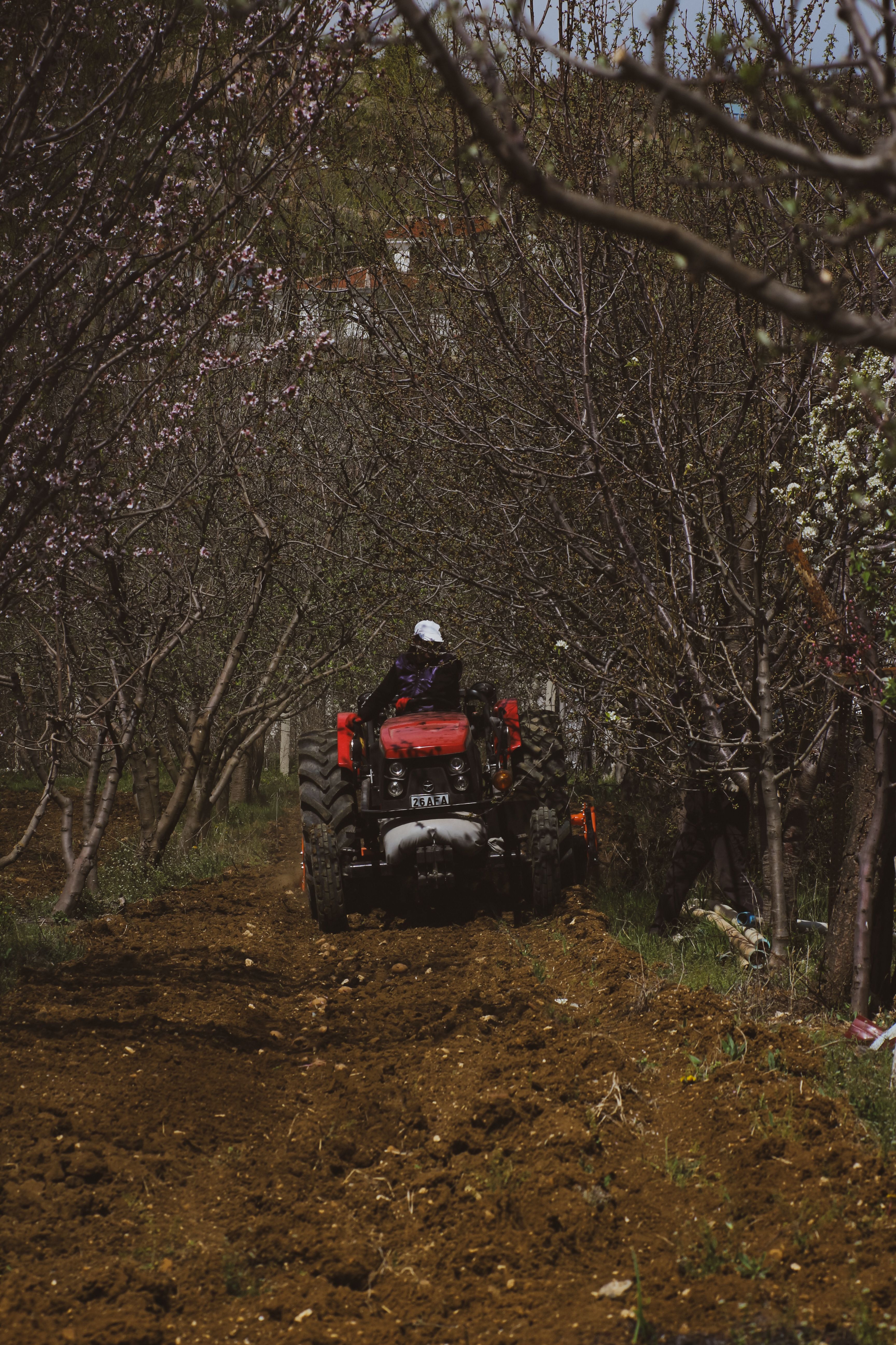 A farmer drives a tractor through a blossoming orchard, showcasing rural agricultural life.