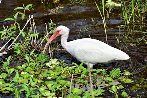 A white bird with a long beak is walking through some water