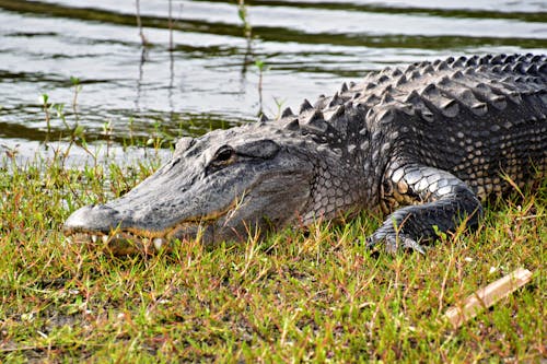 Free An alligator is resting on the grass near water Stock Photo