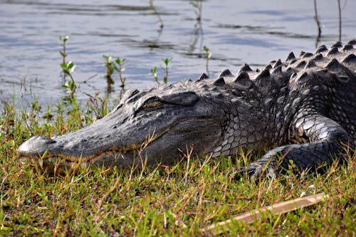 Foto d'estoc gratuïta de caiman, cap, Cocodril