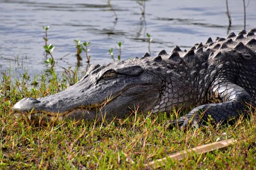 Everglades airboat safari — Miami