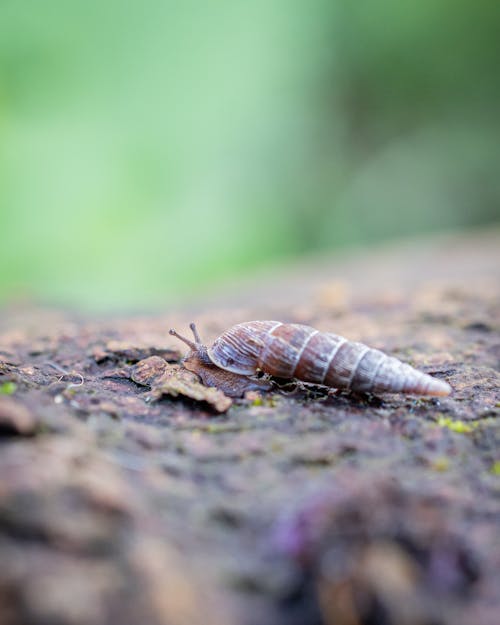 A small brown bug crawling on a rock
