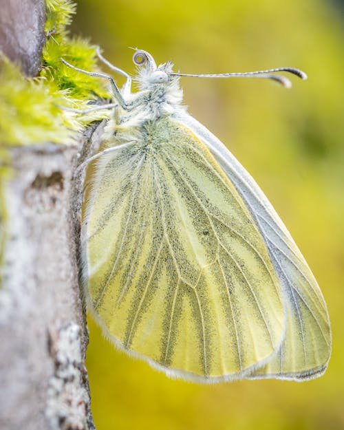 곤충, 나무 줄기, 나비의 무료 스톡 사진