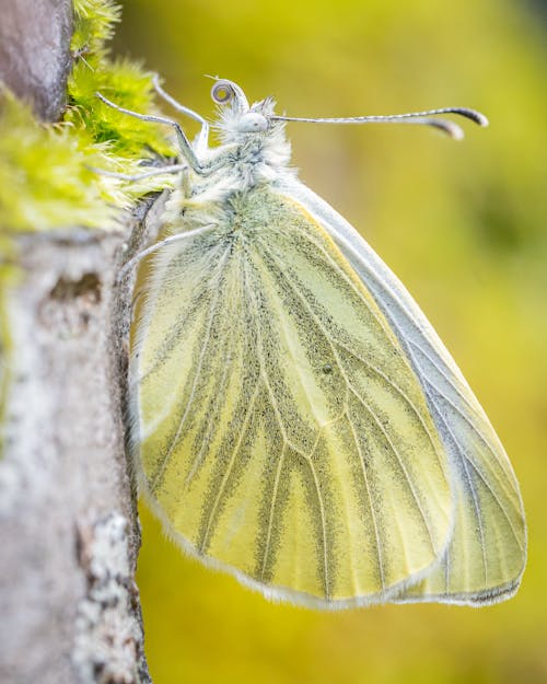 A white butterfly sitting on a tree branch