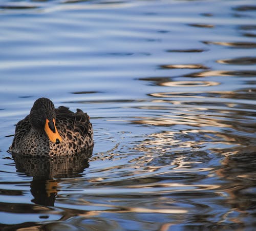 A duck swimming in the water with its head up