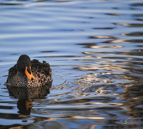 Gratis stockfoto met dierenfotografie, eend, h2o