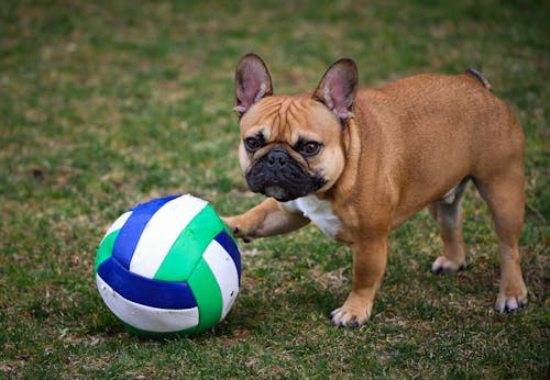 Gratis stockfoto met bal, dierenfotografie, Franse bulldog