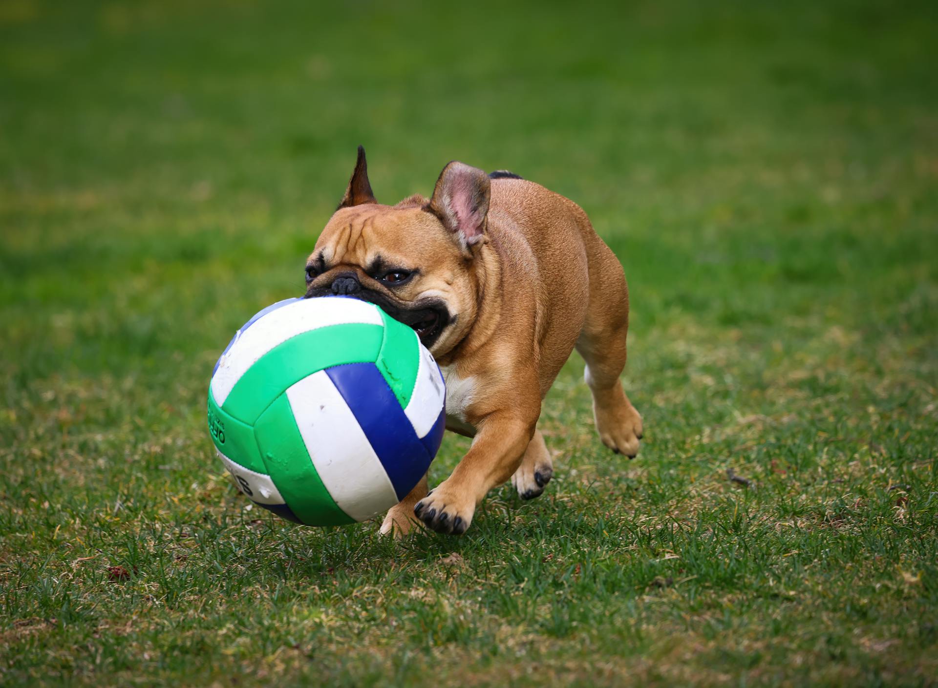 French Bulldog Playing with Ball