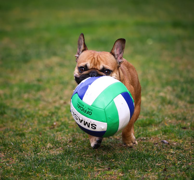 Gratis arkivbilde med ball, dyrefotografering, fransk bulldog