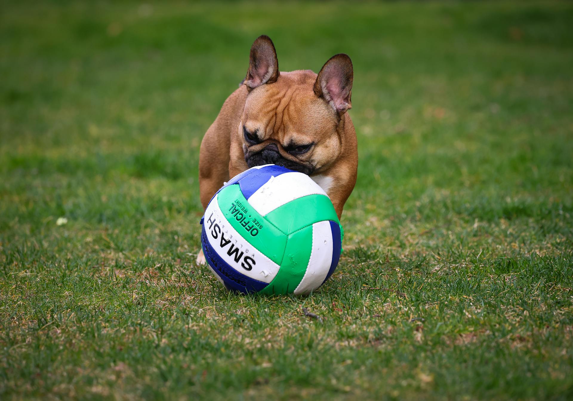 Photo of a French Bulldog Playing with a Ball on a Grass Field