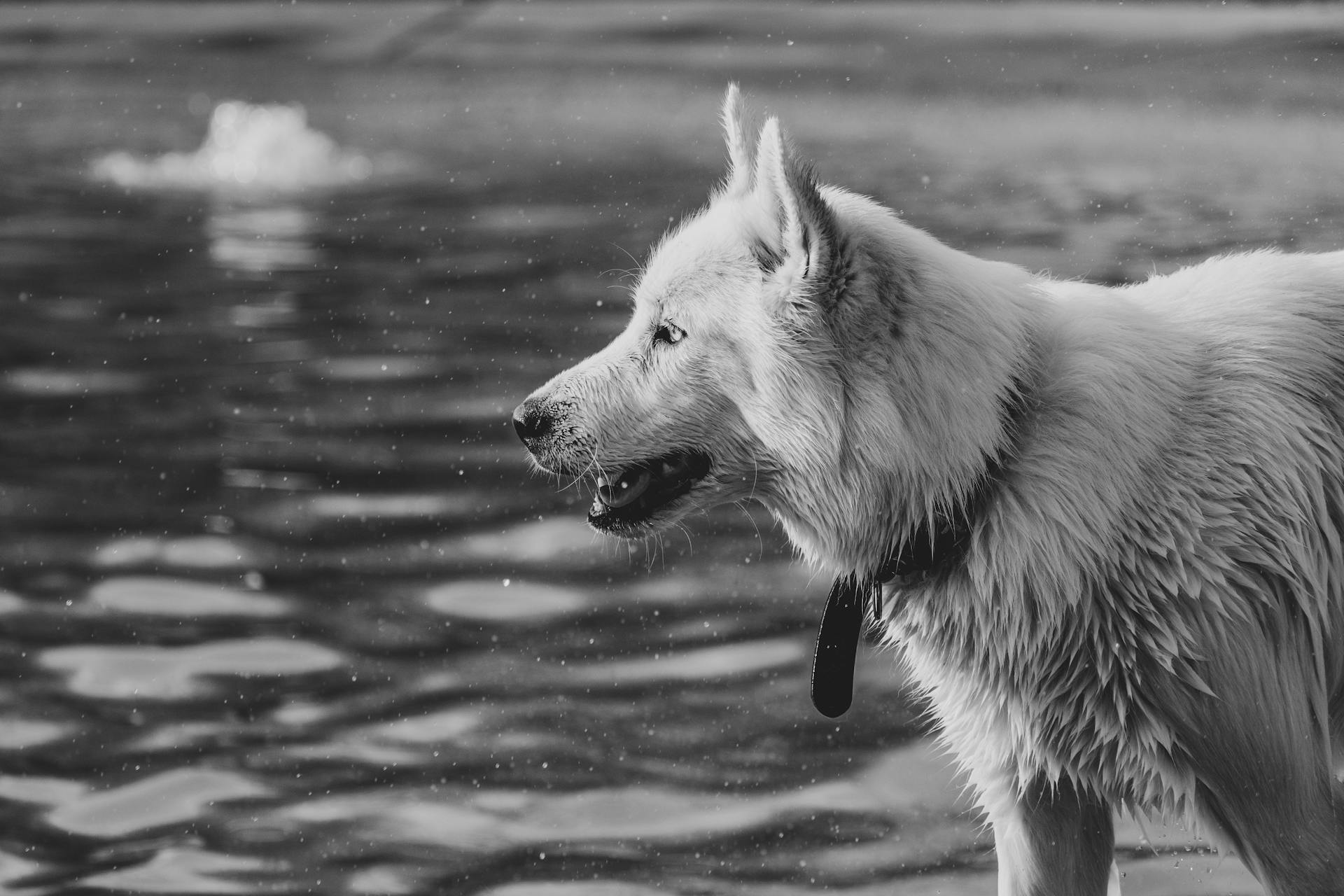 Grayscale Photography of Dog Near Rippling Water