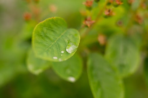Water Droplet on Green Leaf