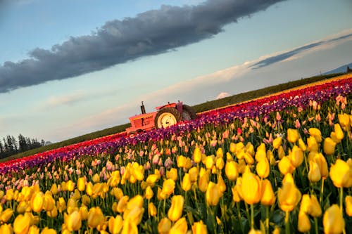 Free stock photo of beautiful flowers, field tulips, hdr Stock Photo