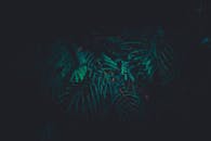 在自然光下，绿色蕨类植物叶子的暗调影像营造出一种神秘的氛围