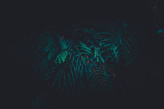 在自然光下，绿色蕨类植物叶子的暗调影像营造出一种神秘的氛围