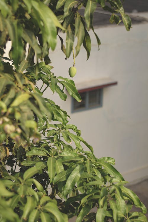 Бесплатное стоковое фото с бонсай, дерево манго, зеленый