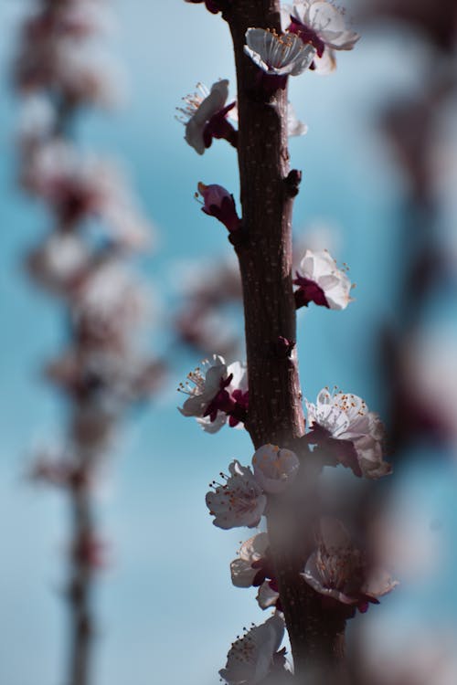 Gratis arkivbilde med blomst, blomster, blomsterblad