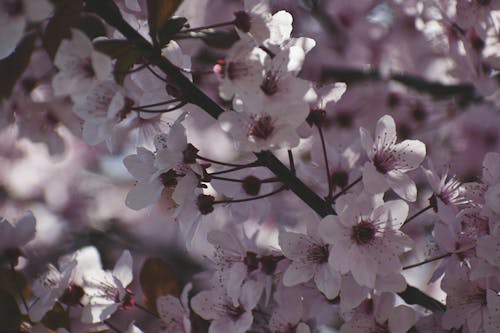 Ingyenes stockfotó ág, cseresznye, cseresznyevirágok témában