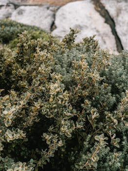 澳大利亚邦迪海滩郁郁葱葱的绿色灌木特写