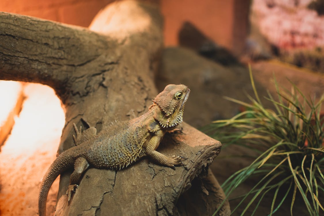 Free Bearded Dragon Stock Photo