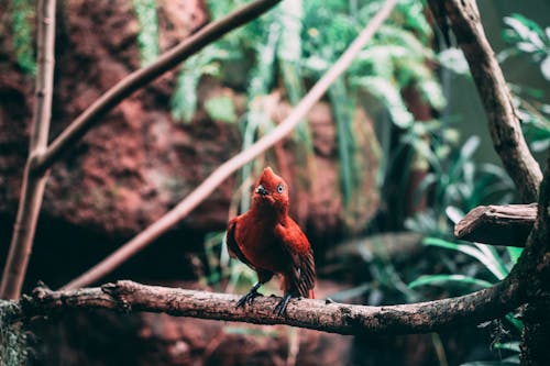 Fotografía De Enfoque Selectivo De Pájaro Rojo Donde Se Posan