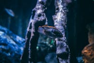 一条色彩缤纷的慈鲷鱼在水族馆的岩石纹理间优雅地游动