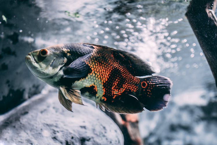 Brown, Silver, And Black Oscar Fish