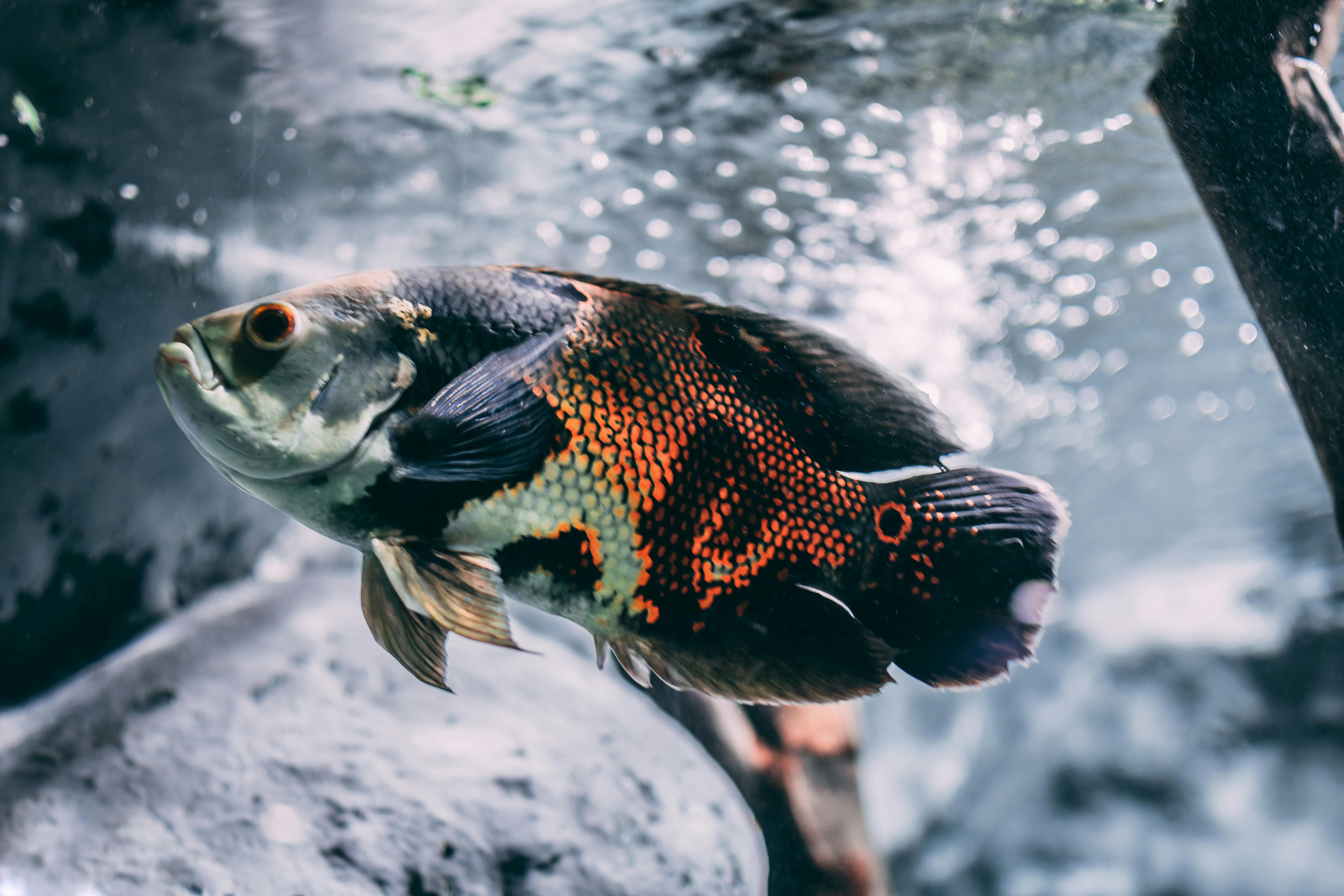 Brown, Silver, and Black Oscar Fish · Free Stock Photo