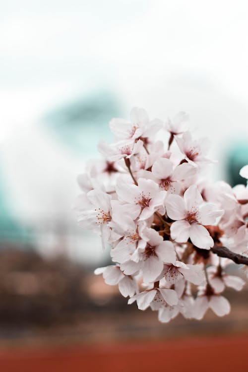 Gratis lagerfoto af blomster, blomstrende, flora