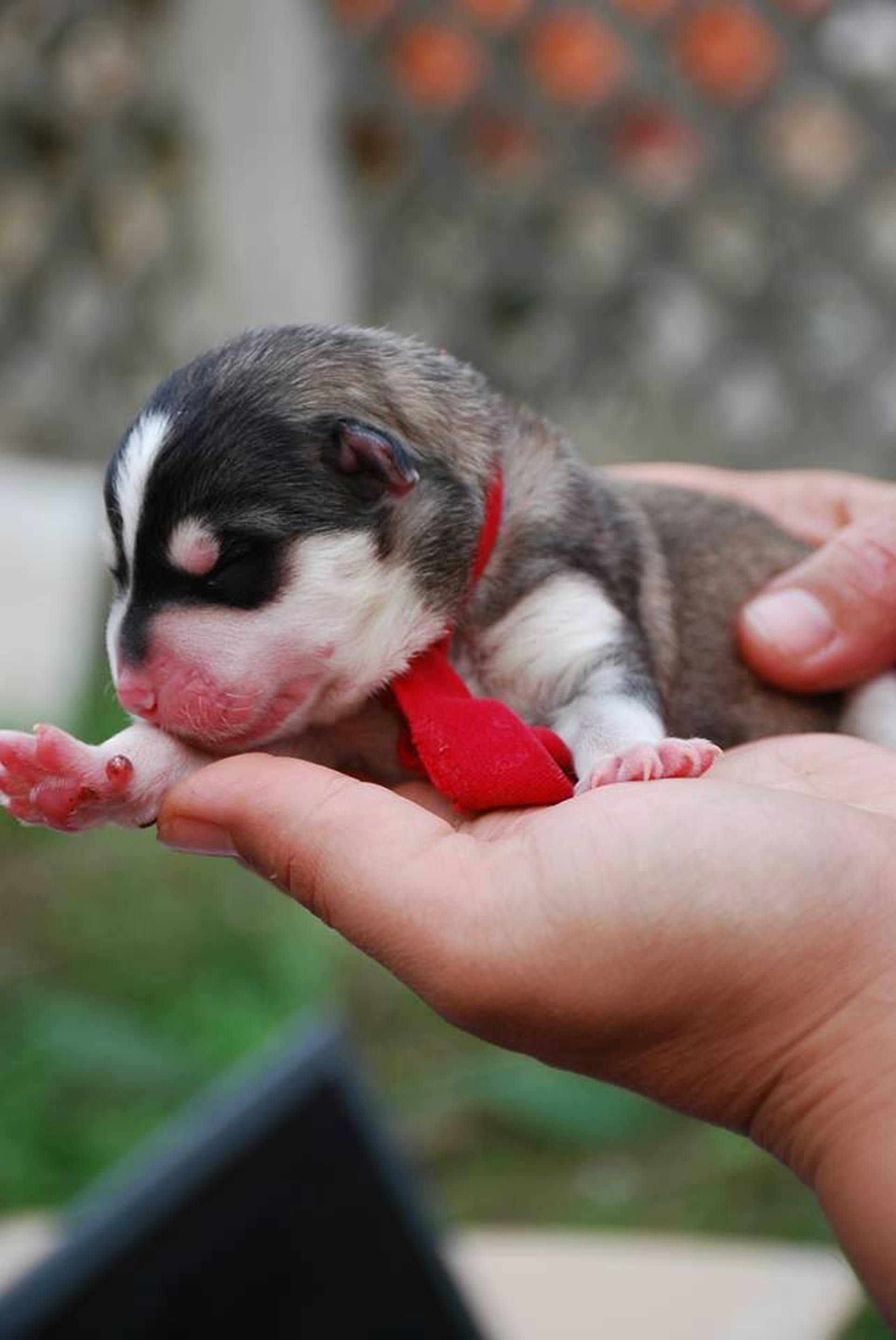 Free Stock Photo Of Cute Cute Animals New Born