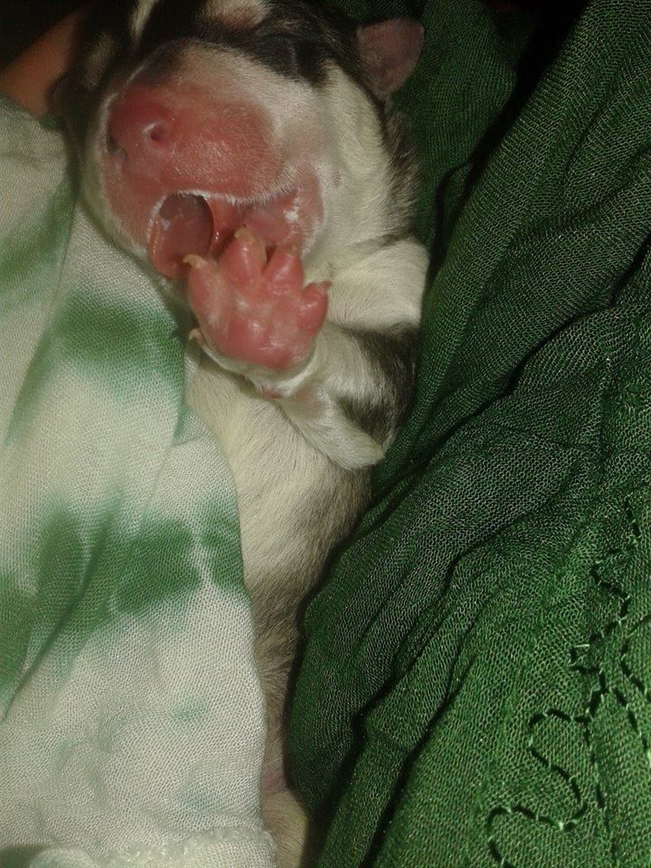 17++ Anak anjing baru lahir info