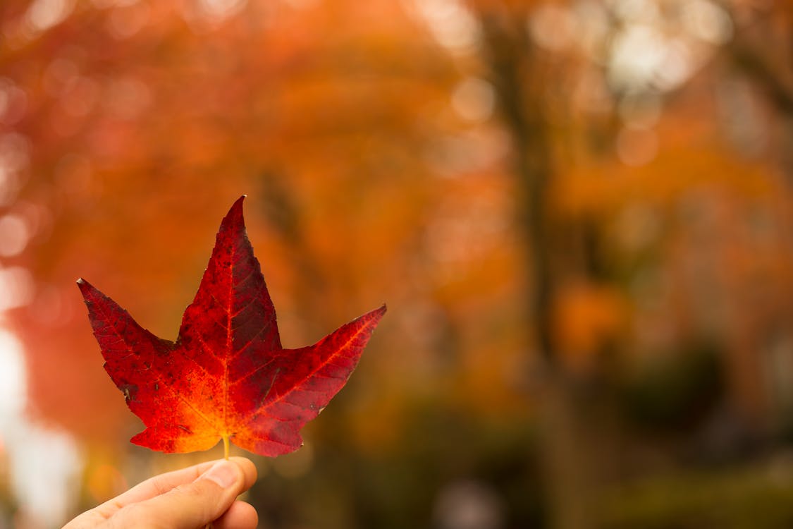 무료 빨간 단풍 잎을 들고 사람의 선택적 초점 사진 스톡 사진