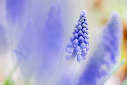 Foto profissional grátis de azul, flor, mola