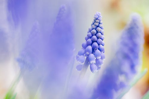 Immagine gratuita di azzurro, fiore, molla