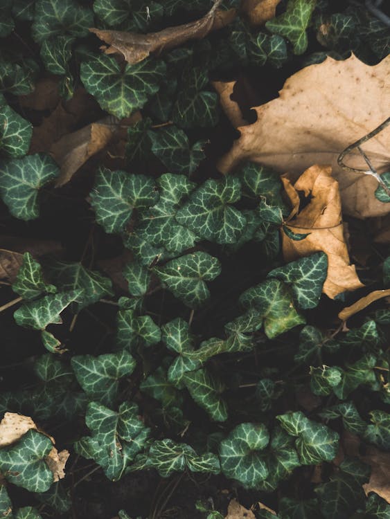 Green Plants