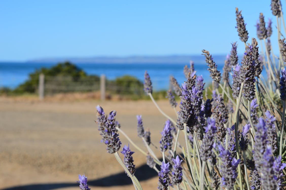 Gratis lagerfoto af lavendel