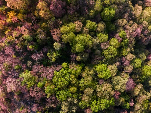 Aerial Photography of Green and Purple Trees