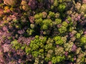 一张航拍照片令人惊叹地捕捉到了春天森林茂密的鲜艳色彩