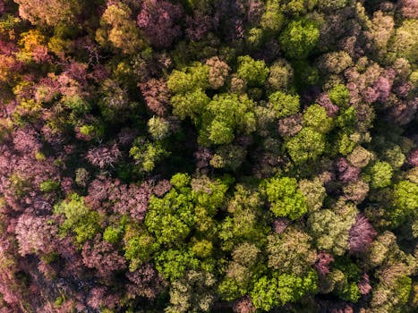 一张航拍照片令人惊叹地捕捉到了春天森林茂密的鲜艳色彩
