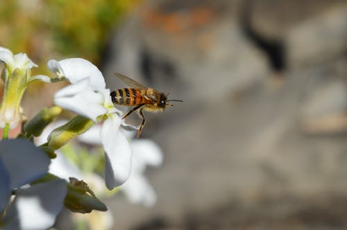 คลังภาพถ่ายฟรี ของ ผึ้ง