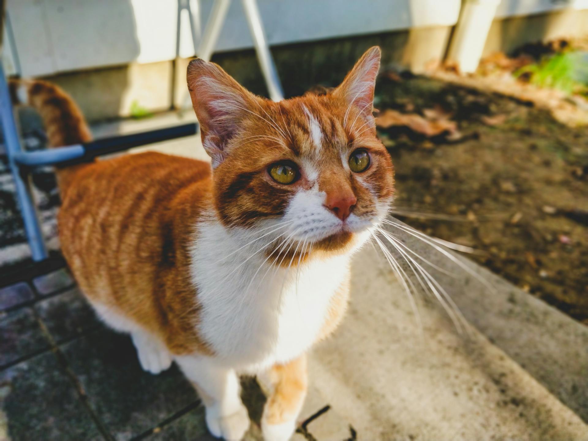 Close-up portrait of a ginger tabby cat with bright whiskers and curious expression in outdoor setting.