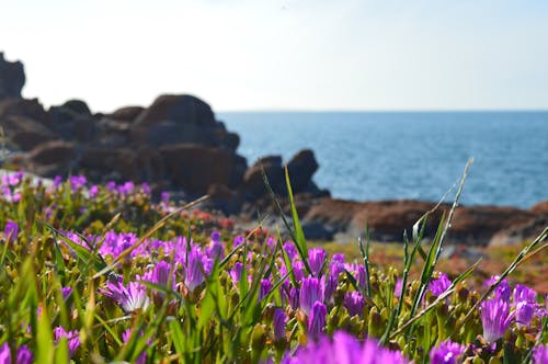 Photos gratuites de été