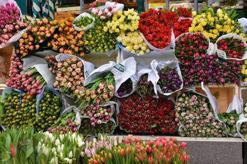 무료 여러 꽃의 선택적 초점 사진 스톡 사진