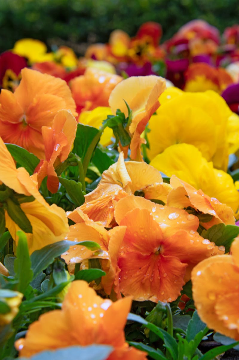 Luxury flower arrangement