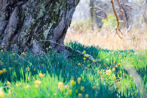 Free stock photo of country, daffodils, yellow daffodils